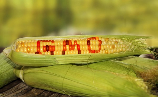 Huge threat to scientific freedom: Scientists under attack after exposing industry secrets about GMOs